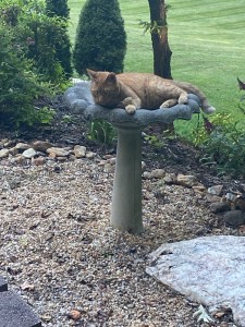 Morty the cat